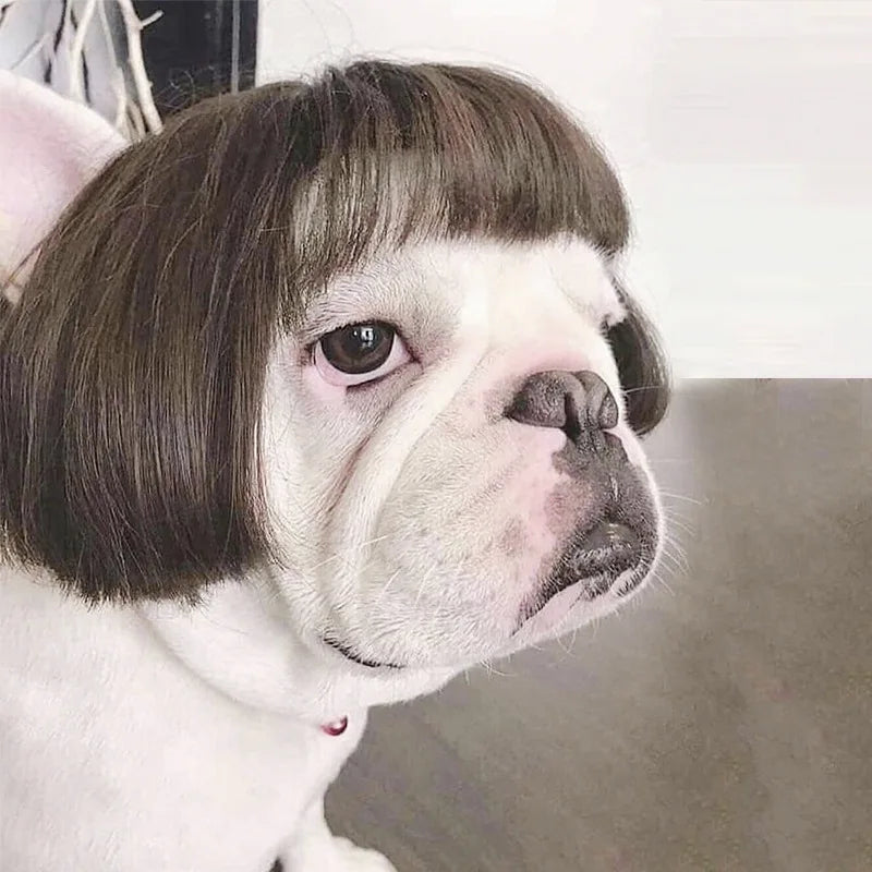 Curly Hair Straight Wig for Cat and Dog, Pet Supplies, Halloween Pet Accessories dog hats