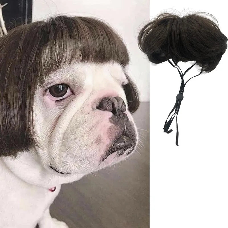 Curly Hair Straight Wig for Cat and Dog, Pet Supplies, Halloween Pet Accessories dog hats